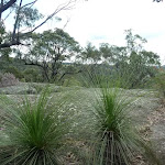 Nerang Viewpoint grass trees in foreground (Xanthorrhoea sp) (305999)