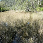 Smiths Creek grasslands (306746)