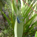 Blue bug (30721)