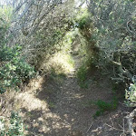 Track towards Cruwee Cove (309833)
