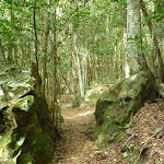 Federal Pass track passing between two boulders in the dense forest (311864)