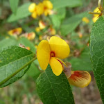 Yellow pea flower (312206)