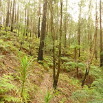 Forest and track near Muirs Lookout (320087)