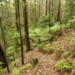 Forest and track near Muirs Lookout (320108)