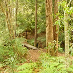 Track and bridge over creek near Pines campsite in the Watagans (320582)