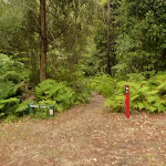Start to track in the Pines campsite in the Watagans (320627)
