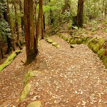 Track with steps down to the small waterfall near the Pines campsite in the Watagans (320657)
