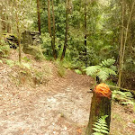 Track through forest in the Watagans (320693)