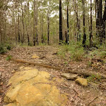 Rocky track in the Watagans (320972)