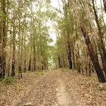 Management trail in the Watagans (321095)