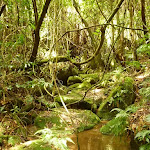 Rocks and rainforest in the Watagans (321266)