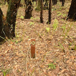 Small timber track marker in the Watagans (321902)