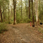 Track intersection near Casuarina campsite in the Watagans (321920)