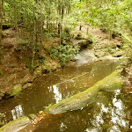 Dammed pool on the Pines walking track in the Watagans (322157)