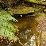 Dammed pool near the pines campsite in the Watagans (322160)