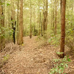 Track through forest in the Watagans (322250)