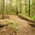 Track towards the Pines Picnic area in the Watagans (322322)