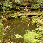 Pool of water near the Moss Wall in the Watagans (322703)