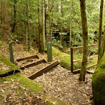 Timber steps and bridge near the Moss Wall in the Watagans (322715)