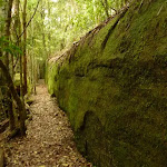 Moss Wall near the Boarding House Dam in the Watagans (322730)