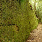 Moss Wall near the Boarding House Dam in the Watagans (322736)