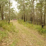 Wide track near Monkey Face viewpoint in the Watagans (322892)