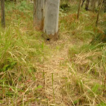 Track in forest near Monkey Face cliff in the Watagans (323300)