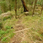 Timber steps near Monkey Face cliff near Bangalow campsite in the Watagans (323327)