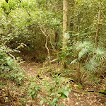 Dense forest on the track to Gap Creek Falls in the Watagans (323675)