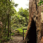 Large old tree trunk at intersection of Gap Creek Falls and Forest Walk in the Watagans (323870)