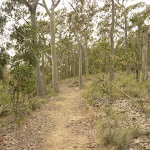Green track on Mt Sugarloaf (324584)