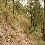 Track to the northern viewpoint near Mt Sugarloaf (324839)