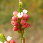 Darwinia buds ready to bloom (326738)