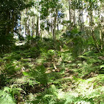 The undergrowth of the forest (32687)
