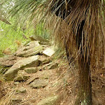 Grass tree and rocky track north of Galston Gorge Trackhead (327680)