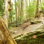 GNW arrow marker in dense moist forest (328013)