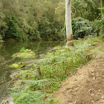 Sandy track beside Berowra Creek (328973)