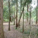 Open forest at northern Berowra Creek campsite (329450)