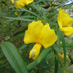 Yellow Pea (Gompholobium) (331745)
