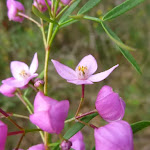 Sydney Boronia (Boronia ledifolia) (331826)
