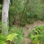 Gully West of Fishponds Lookout (332912)