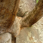 Tree squeezing out of the rock (333044)