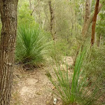 Winding amoung the Grass trees (334211)