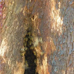Bee Hive in tree (337888)