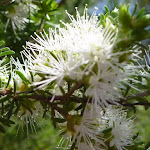 Tick bush (Kunzea ambigua) (344332)