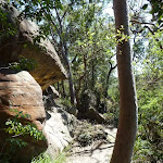The GNW winding through the bouldery eucalypt forest (344425)