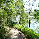 Walking along the bank of the Lane Cove River (344698)
