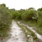 Sandy Curra Moors service trail (34523)
