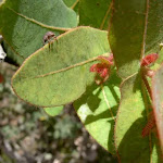 Bug on banksia leaf (34814)