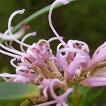 pink spider flower (Grevillea sericea) (350056)